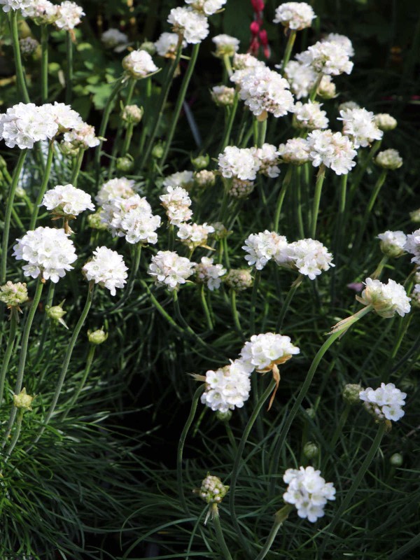 Armeria maritima Armada White