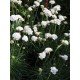 Armeria maritima Armada White