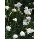 Armeria maritima Armada White