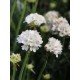 Armeria maritima Armada White