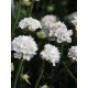 Armeria maritima Armada White