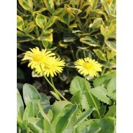 Coreopsis 'Sunray' 