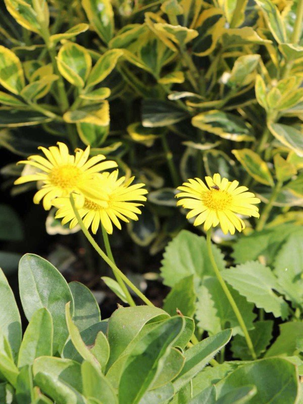 Coreopsis 'Sunray' 