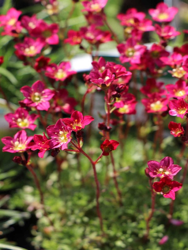 Saxifraga (A) 'Peter Pan'