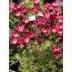 Saxifraga (A) 'Peter Pan'