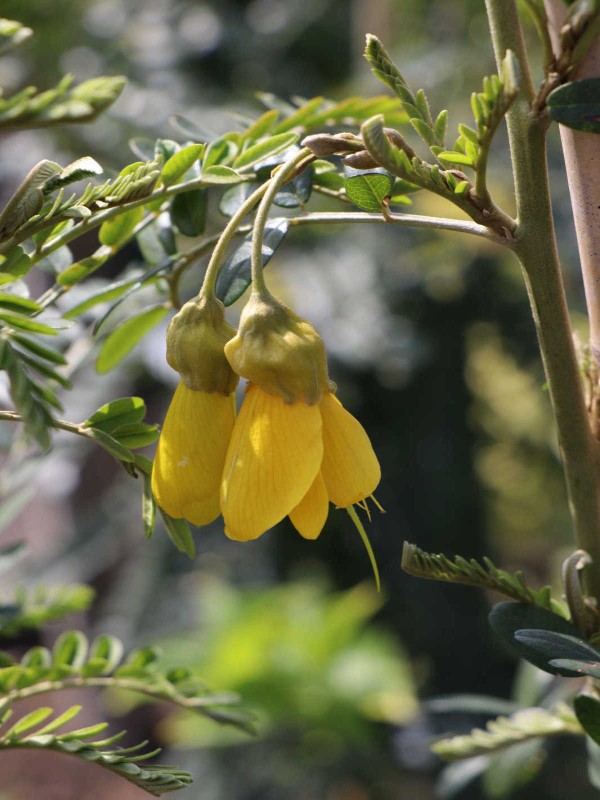 Sophora  'Sunking'