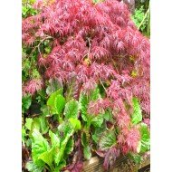 Acer dissectum 'Garnet' 