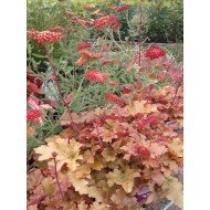 Achillea 'Paprika'