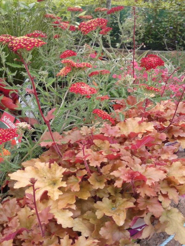 Achillea 'Paprika'