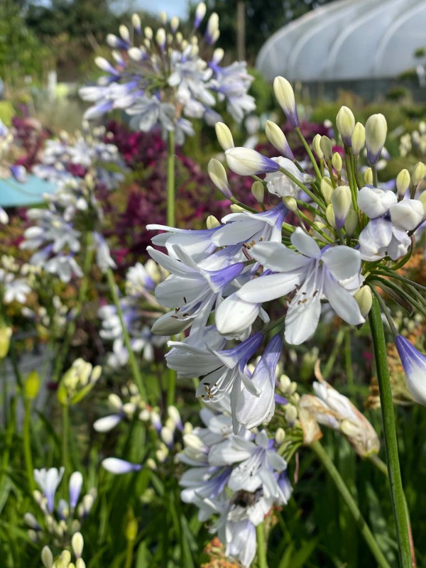 Agapanthus 'Twister'