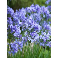 Agapanthus 'Brilliant Blue'