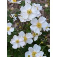 Anemone 'Honorine Jobert'