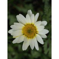 Anthemis 'Tinpenny Sparkle'
