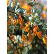 Berberis darwinii 'Compacta'