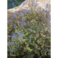 Brunnera macrophylla 'Hadspen Cream'