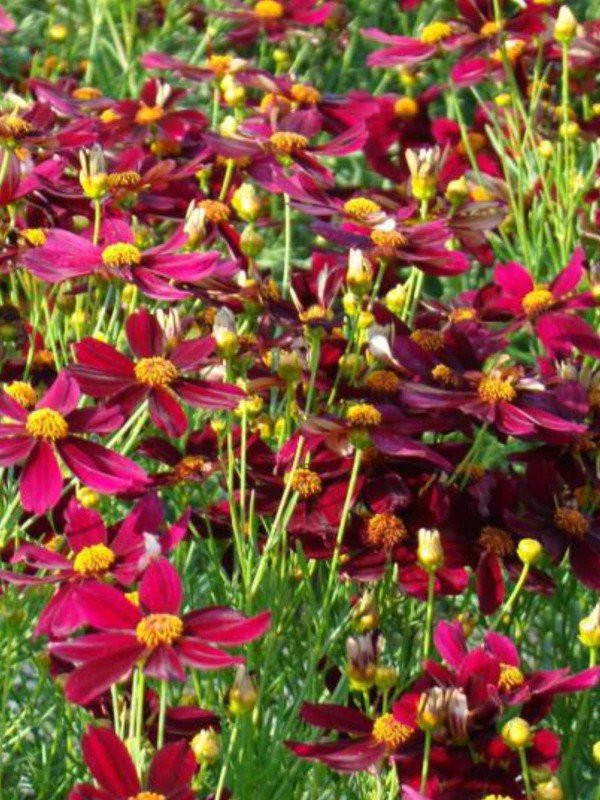 Coreopsis 'Red Satin'