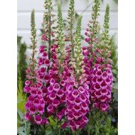 Digitalis in Variety