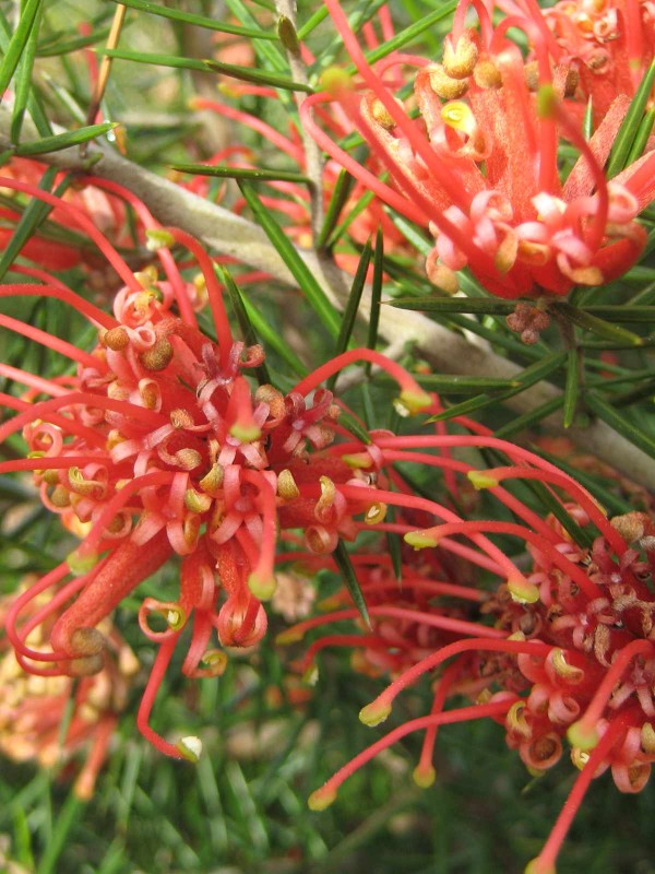 Grevillea juniperina