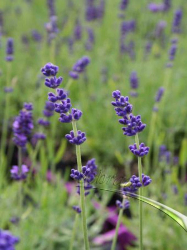 Lavender 'Hidcote'