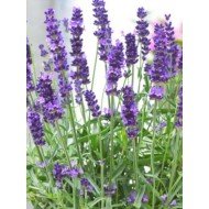 Lavandula 'Hidcote'
