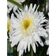 Leucanthemum 'Wirral Supreme'