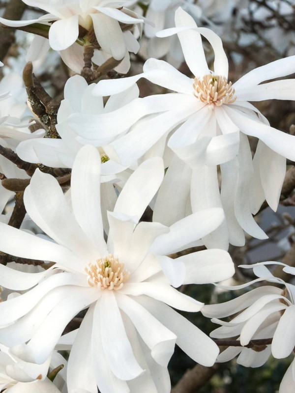 Magnolia Stellata 'Royal Star'