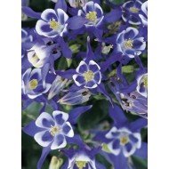 Aquilegia 'Winky Blue & White'