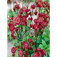 Astrantia 'Hadspen Blood'
