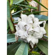 Daphne 'Princess White'