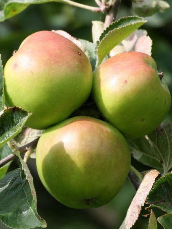 Apple - Malus d. 'Bramley Seedling'