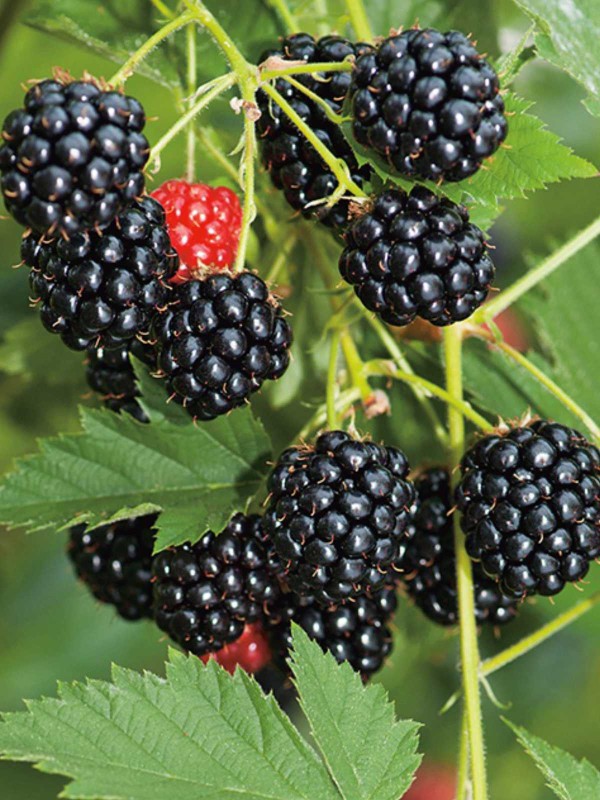Blackberry - Rubus thornfree