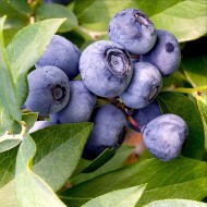 Vaccinium - Blueberry