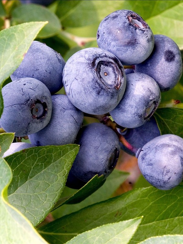 Vaccinium - Lucan Garden Centre