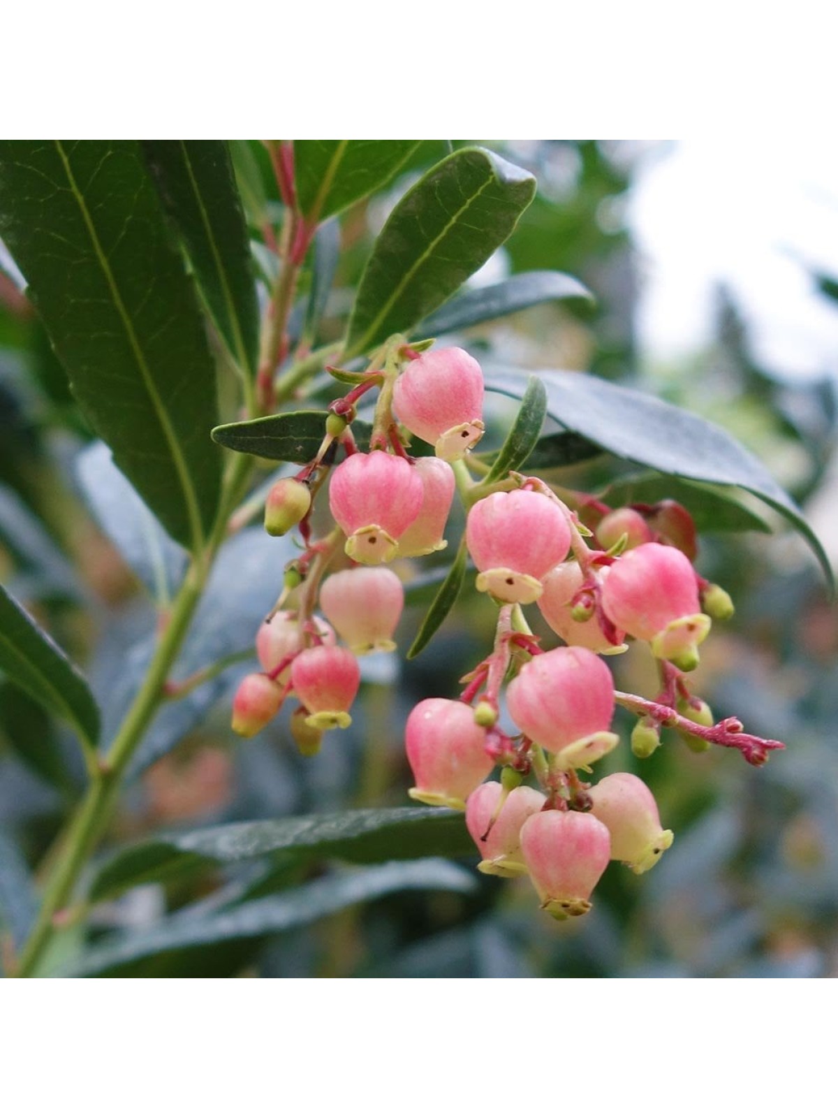 Arbutus Unedo | Trees | Evergreen Plants | Lucan Garden Centre