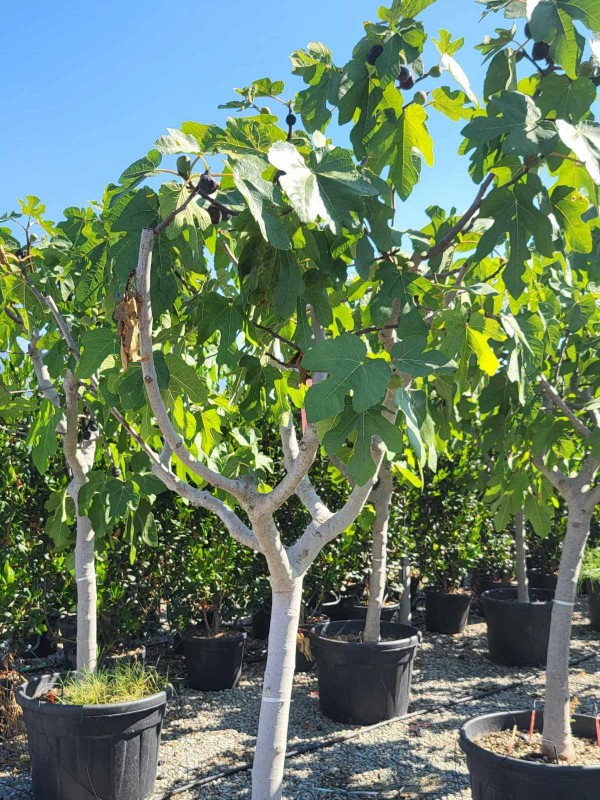 Ficus 'Brown Turkey'