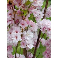 Prunus serrulata 'Amanogawa‘ 