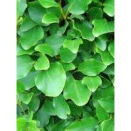 Griselinia Littoralis  100-120 cm 