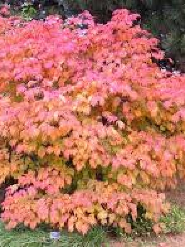 Acer 'Aconitifolium' - Lucan Garden Centre