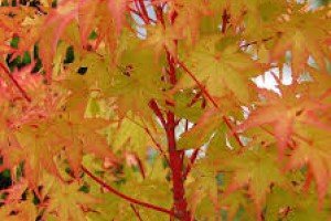 What to do in the Garden in September