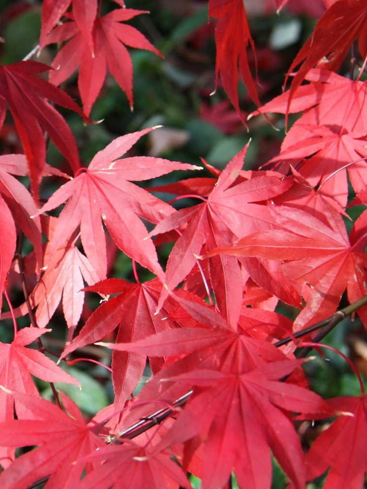 Acer Osakazuki Japanese Maple Lucan Garden Centre 