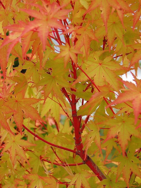 Acer pal. 'Sangu Kaku' Acer pal. 'Sangu Kaku'
