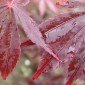  Rare & Unusual Plants