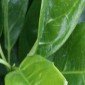 Evergreen Plants