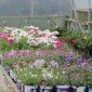 Bedding Plants