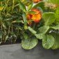 Grave Arrangements