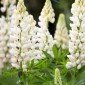 High Pollinating Plants