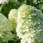 Hydrangeas