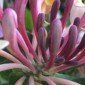 Climbing Plants