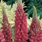 Flowering Plants
