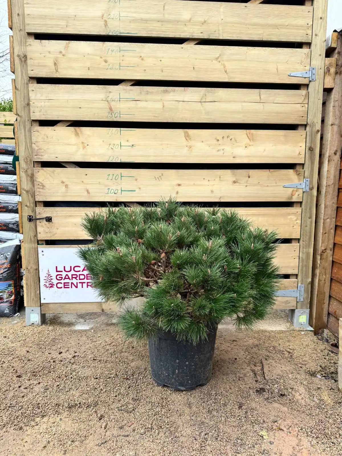 Pinus mugo selling 'Carsten's Wintergold, Bonsai Rohware, 4-4,5 cm Ø